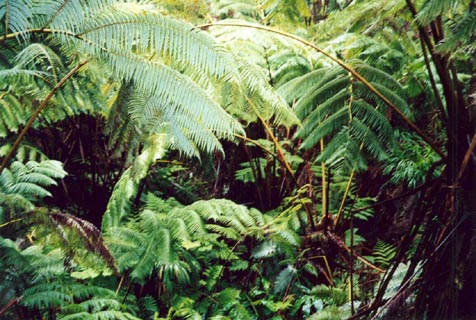 hwiiferns.jpg
